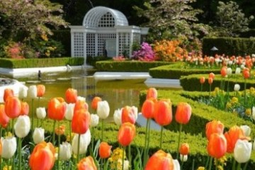 a group of colorful flowers in a garden