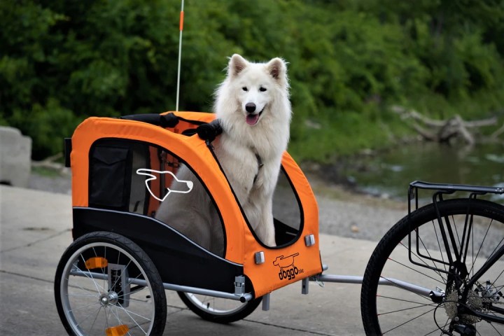 White dog sitting in an orange bike trailer next to a river.